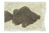 Fossil Fish (Cockerellites) - Wyoming #292383-1